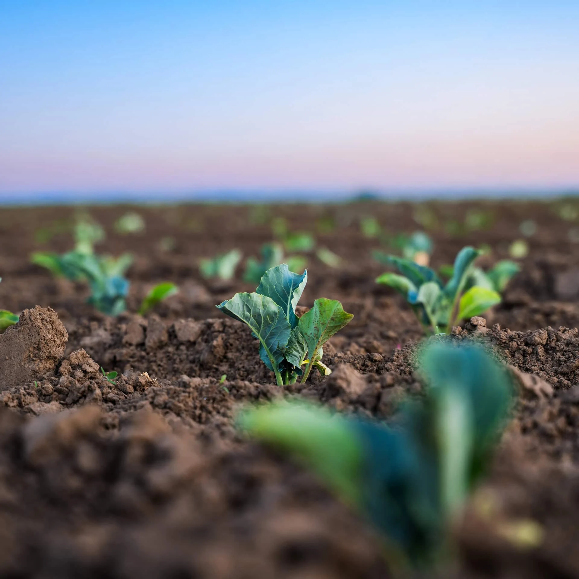services-agricultural-field